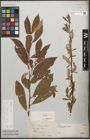 Foto von Salix caprea L. x Salix purpurea L.